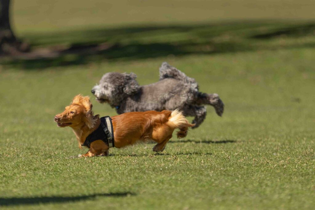 Dogs running through park in Bellevue