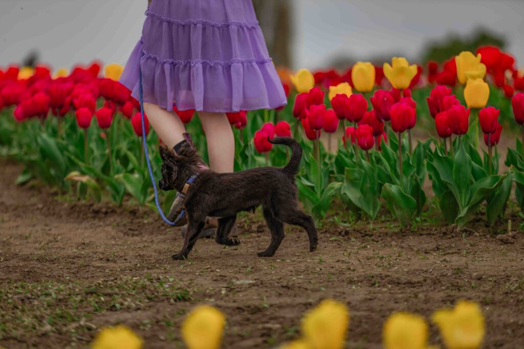 Dogs-in-Tulips