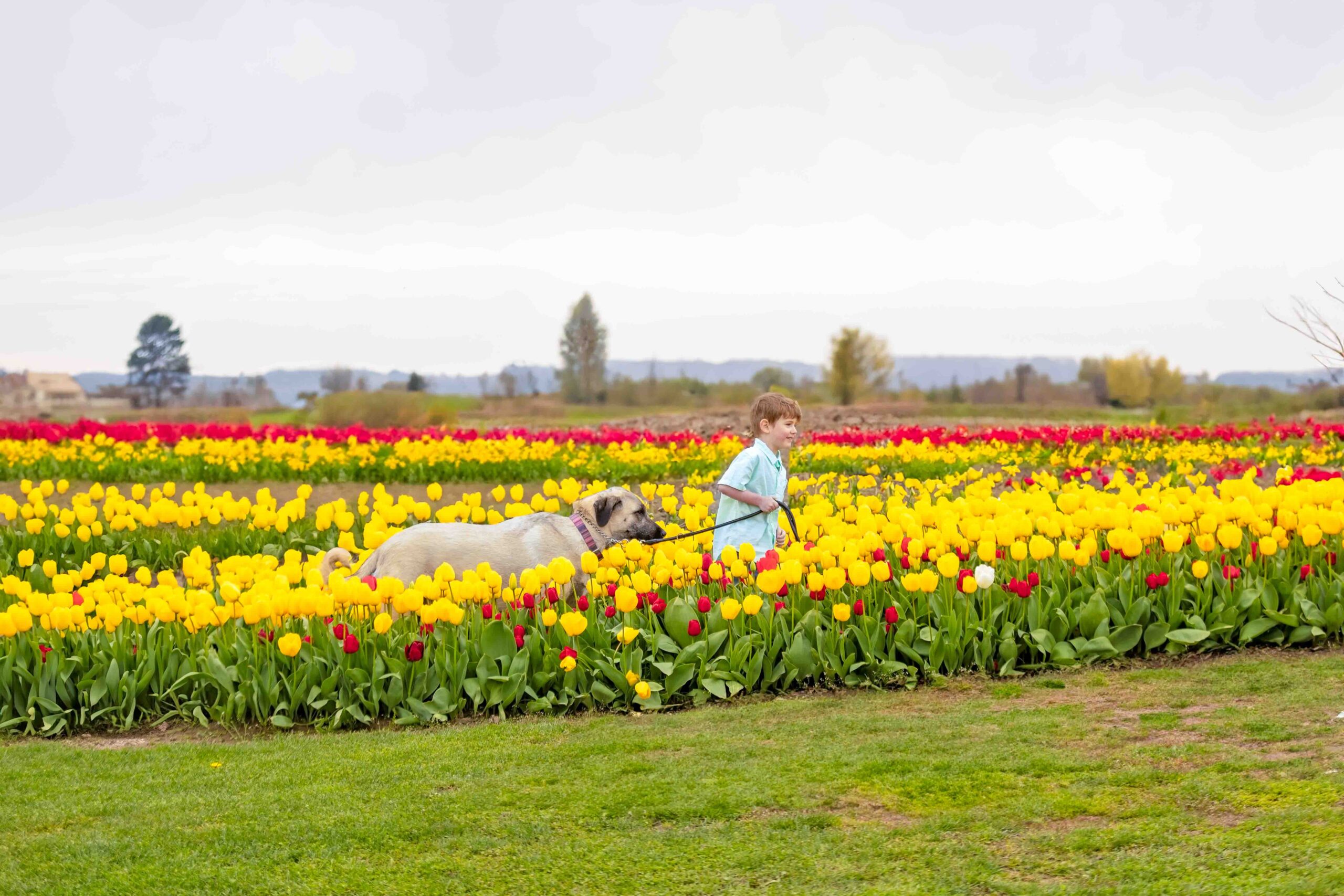 skagit-valley-tulips-with-dog