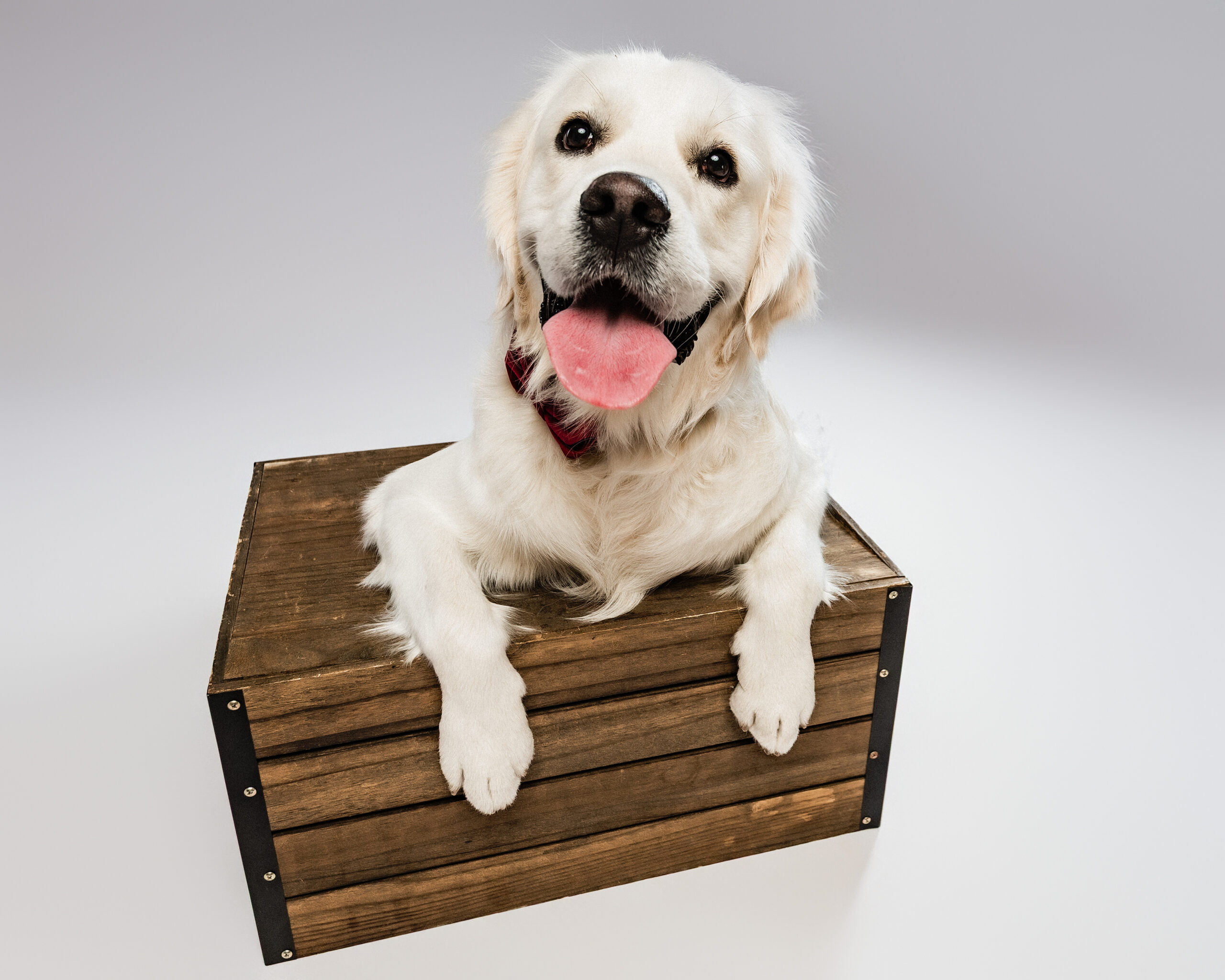 Golden retriever poses for portrait in studio