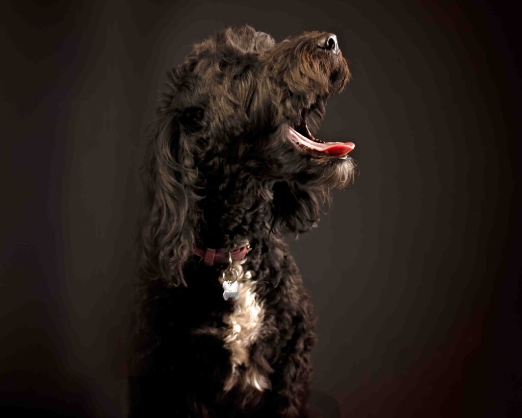 dramatic pose of dog