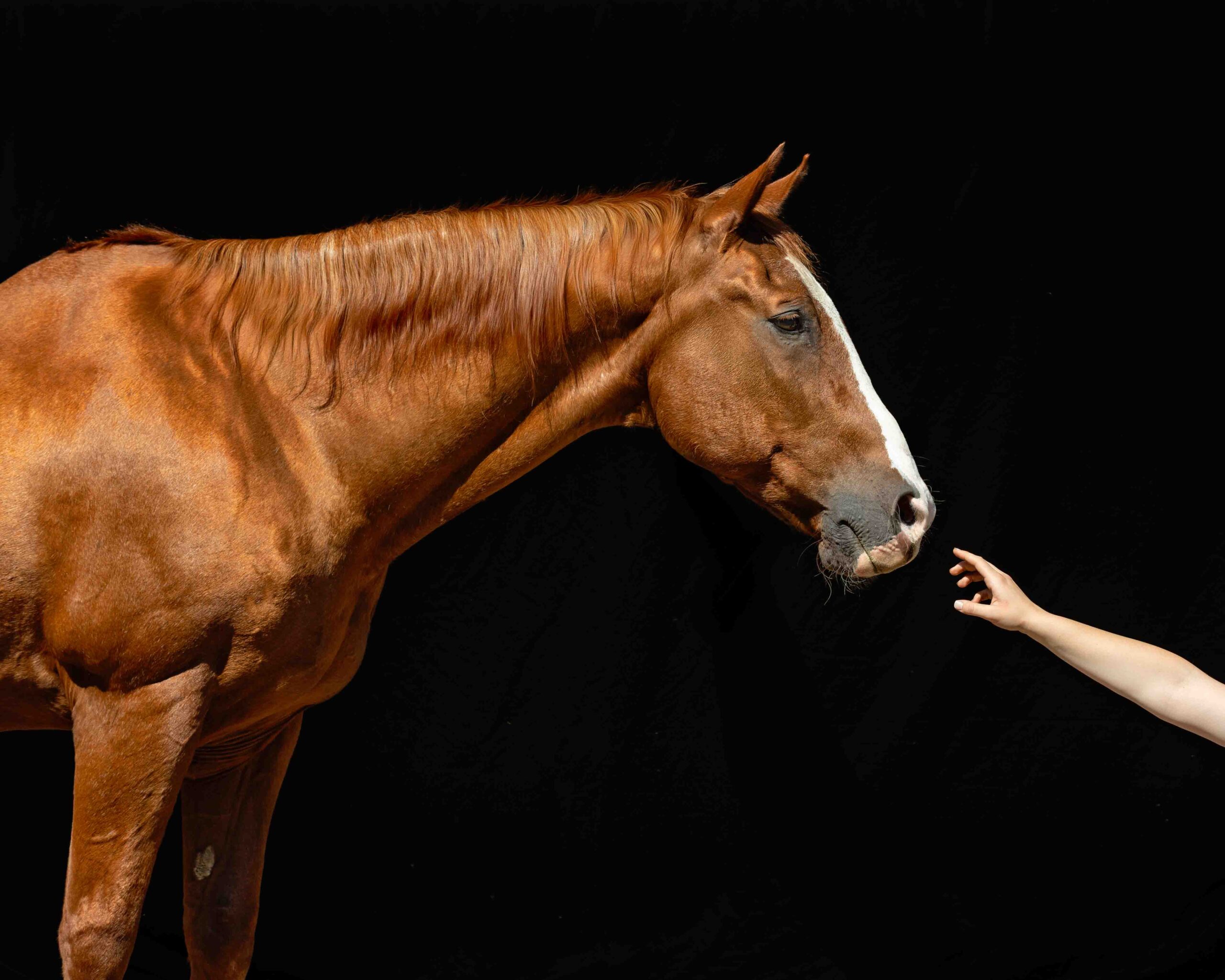 Legacy portrait of horse and owners hand